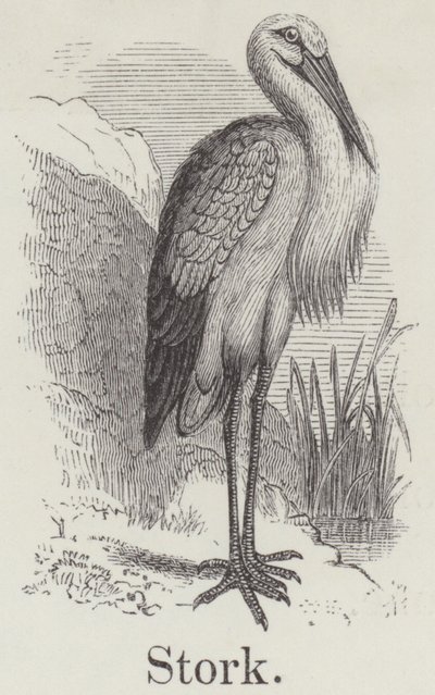 Stork (gravering) av English School