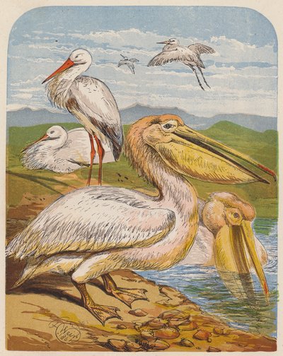 Storker og pelikaner (fargelitografi) av English School