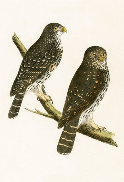 Strix Pusilla, illustrasjon fra 