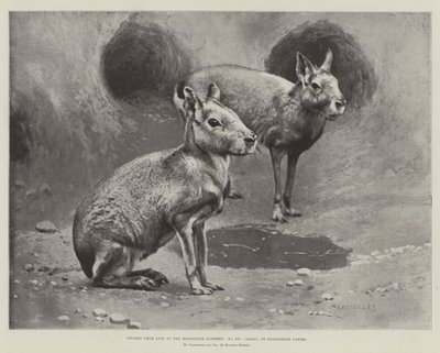 Studier fra Life at the Zoological Gardens, Maras eller Patagonian Cavies (litho) av English School