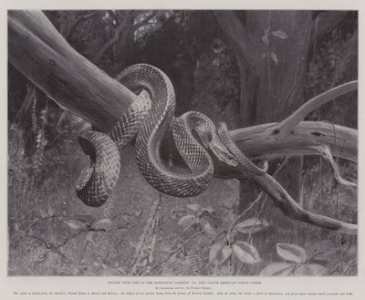Studier fra Life at the Zoological Gardens, South American Corais Snake (litho) av English School