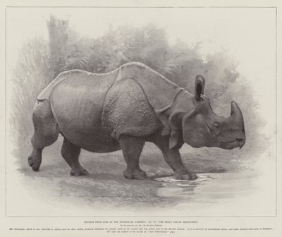 Studier fra Life at the Zoological Gardens, the Great Indian Rhinoceros (litho) av English School