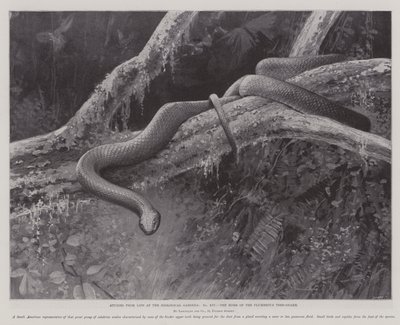 Studier fra Life at the Zoological Gardens, Home of the Plumbeous Tree-Snake (litho) av English School