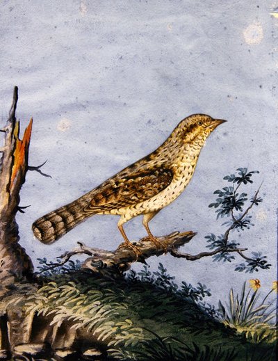 Studie av en fugl, ca. 1800 (gouache på papir) av English School