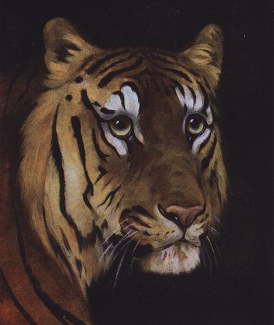 Studie av et tigerhode (farge litho) av English School