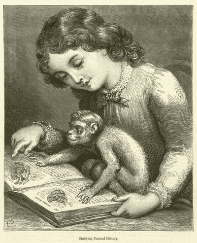 Naturgeschichte studieren (Gravur) von English School