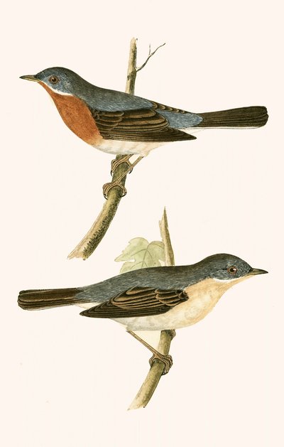 Sub Alpine Warbler, illustrasjon fra 