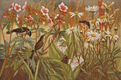 Sommer von English School