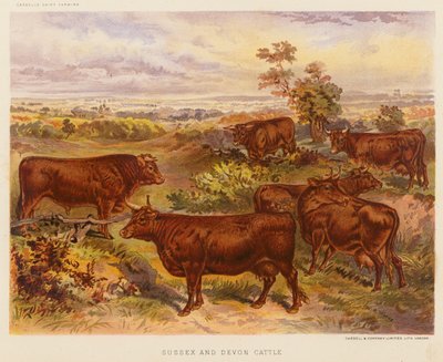 Sussex- og Devon-kveg (fargelitografi) av English School