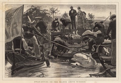 Svaneoppstigning på Themsen ovenfor Windsor av English School
