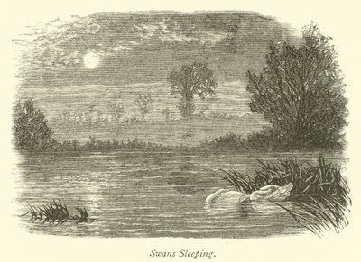 Schlafende Schwäne von English School