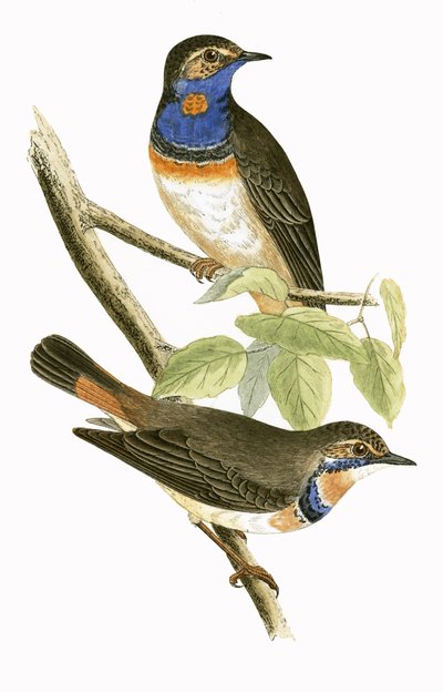 Svensk Blue Throated Warbler, illustrasjon fra 