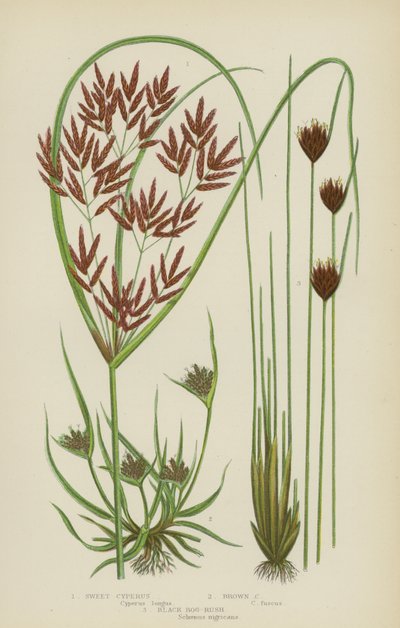 Sweet Cyperus, Brown Cyperus, Black Bog-Rush (farge litho) av English School
