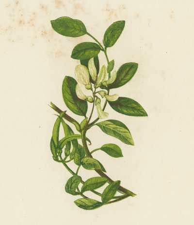 Søtmelkvikke, Astragalus Glyciphyllus (fargelitografi) av English School