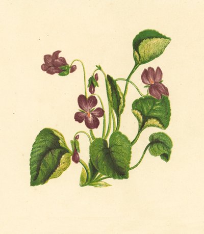 Søtfiolett, Viola Odorata (fargelitografi) av English School