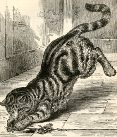 Tabbykatt som hopper på en mus av English School