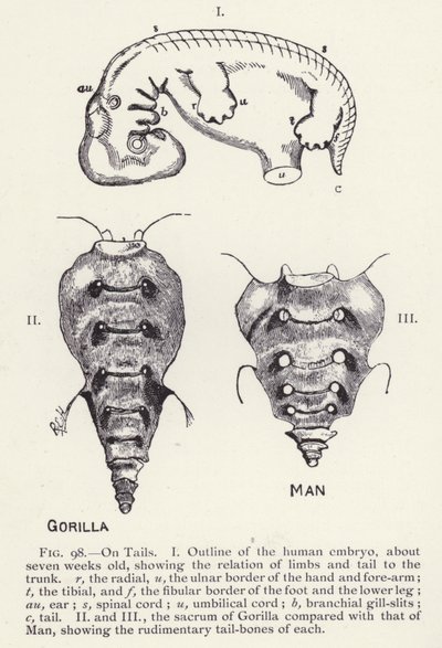 Haler, mann og gorilla (litho) av English School
