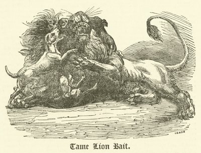 Tame Lion Bait (gravering) av English School