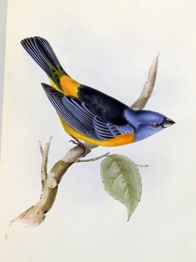 Tanagra Darwini, plate 34 fra The Zoology of the Voyage of H.M.S. Beagle 1832-36, av Charles Darwin (1809-92), 1840 av English School