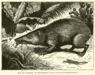 Tanrec, eller Trandraka (Centetes ecaudatus) fra Madagaskar av English School