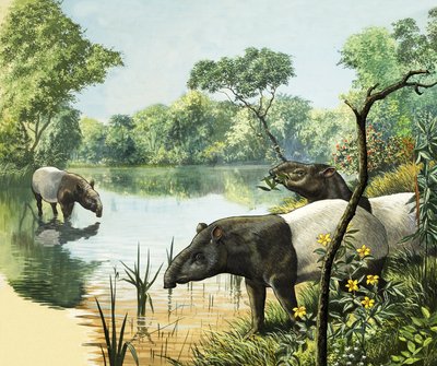 Tapirer, illustrasjon fra Naturens eventyrland av English School