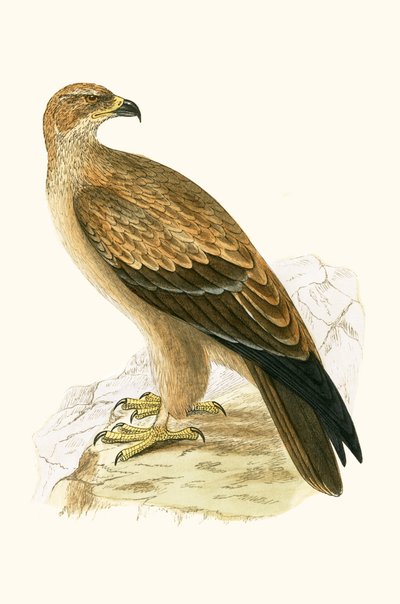Tawny Eagle, illustrasjon fra 