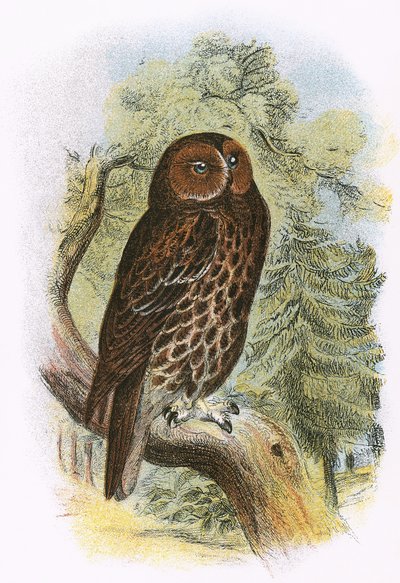 Tawny Owl av English School
