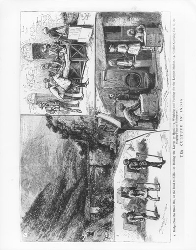 Tekultur i India, 1883 av English School