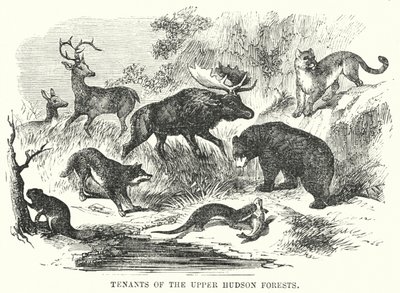 Leietakere i Upper Hudson Forests (gravering) av English School