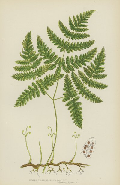 Ømt tregrenet polypodi (fargelitografi) av English School