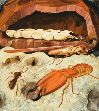 Termitter av English School