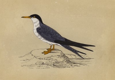 Tern (fargelitografi) av English School