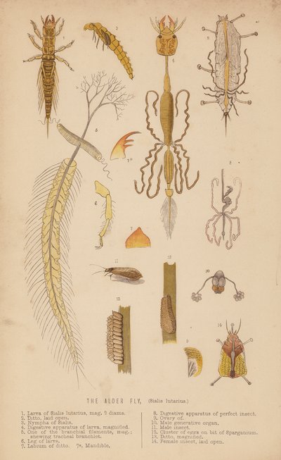 Alfluen, Sialis lutarius (litho) av English School
