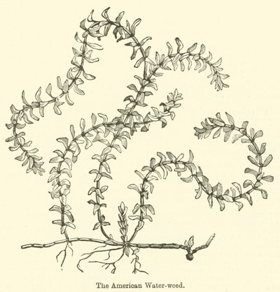 The American Water-weed (gravering) av English School