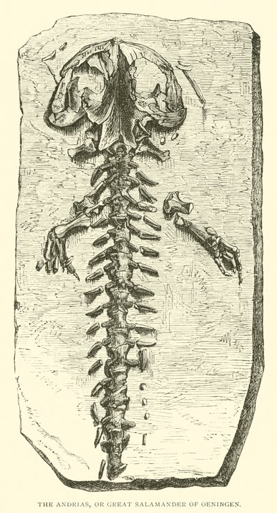 Der Andrias, oder große Salamander von Oeningen von English School
