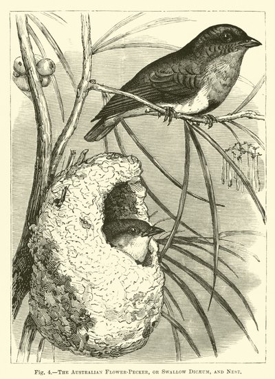 Australian Flower-Pecker, eller Swallow Dicaeum, and Nest av English School