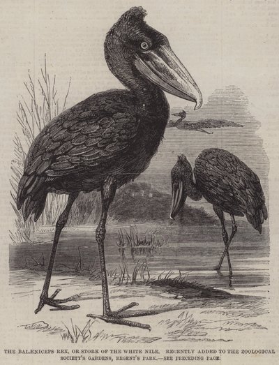Balaeniceps rex, eller Stork of the White Nile, nylig lagt til Zoological Society's Gardens, Regent's Park (gravering) av English School