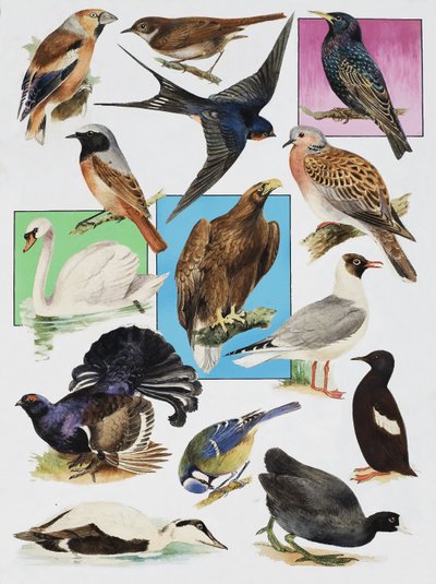 The Birds of Britain av English School