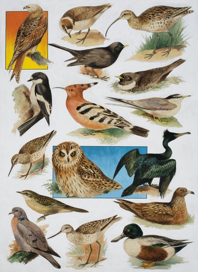 The Birds of Britain av English School