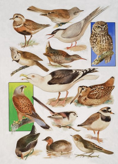 The Birds of Britain av English School