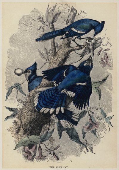The Blue Jay (farget gravering) av English School