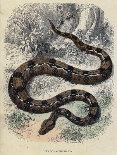 The Boa Constrictor (farget gravering) av English School