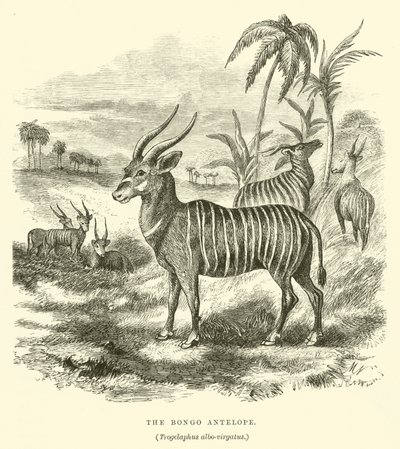 Bongo-antilopen, Trogelaphus albo-virgatus (gravering) av English School