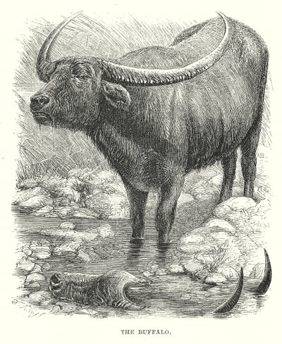 Bøffelen (gravering) av English School