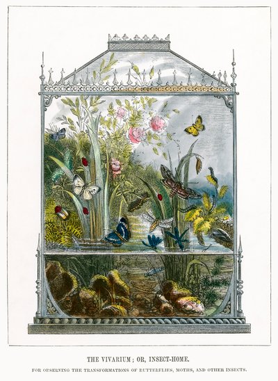 Sommerfuglterrariet (farget gravering) av English School