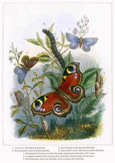 Sommerfuglterrariet (farget gravering) av English School