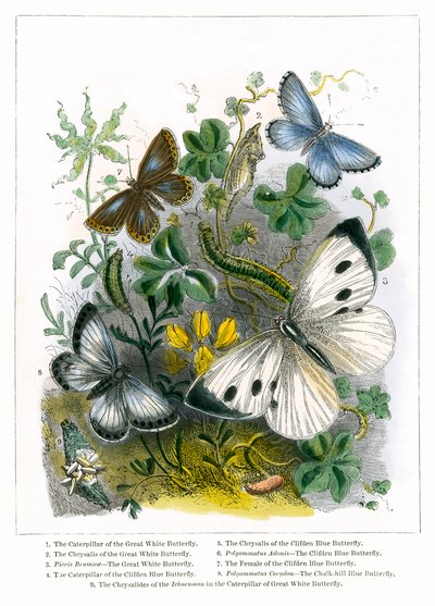 Sommerfuglterrariet (farget gravering) av English School