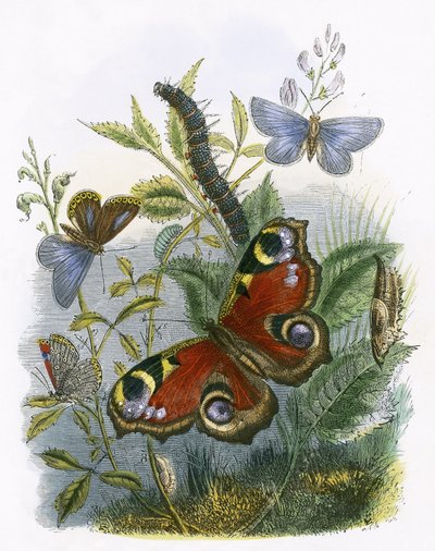 Sommerfuglen Vivarium av English School