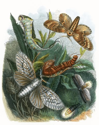 Sommerfuglen Vivarium av English School