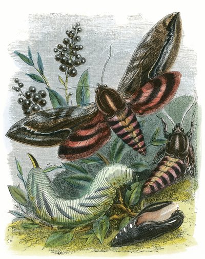 Sommerfuglen Vivarium av English School
